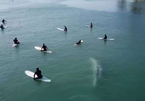 לוויתן אפור הפתיע גולשים מול חופי דרום קליפורניה