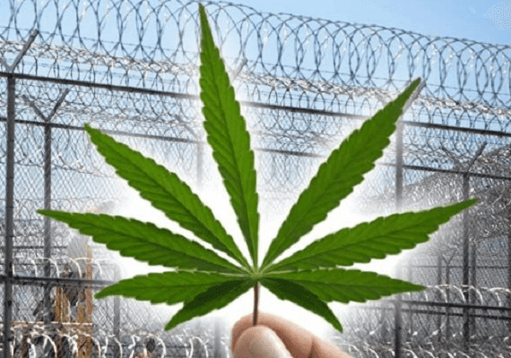 קליפורניה: רבבות הרשעות מריחואנה ישנות יימחקו או יומתקו