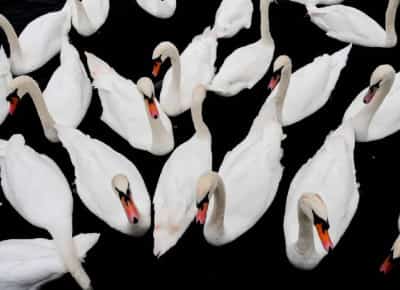 קליפורניה מתירה ירי חופשי בברבורים לבנים פולשניים