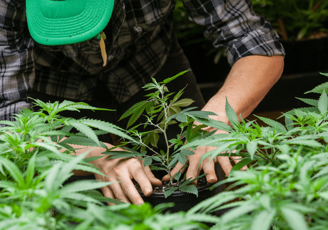 קליפורניה: הסתירו את גופת האח - כדי שהמשטרה לא תגלה את חוות הקנאביס הלא חוקית