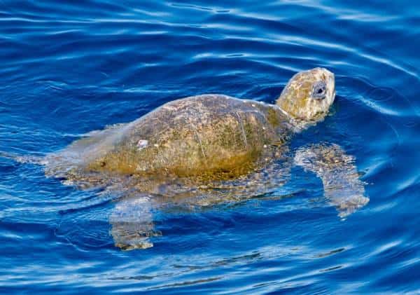 מראה לא שיגרתי מול חופי דרום קליפורניה: צב ים נדיר הגיע לביקור 