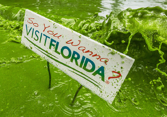 הסליים הירוק שעשוי להכריע את הבחירות לסנאט בפלורידה