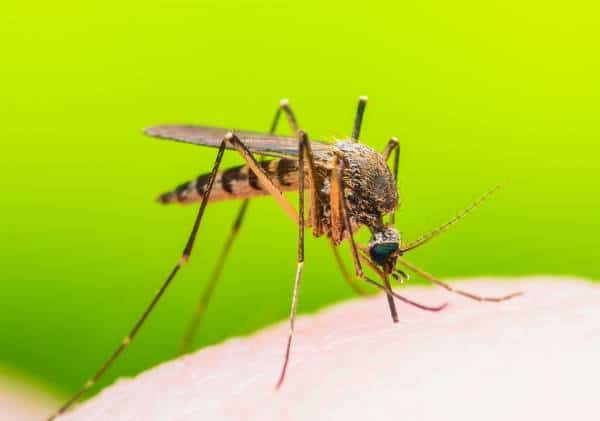 רשויות הבריאות בפלורידה מזהירות מפני מחלה נדירה שמועברת בעקיצת יתושים