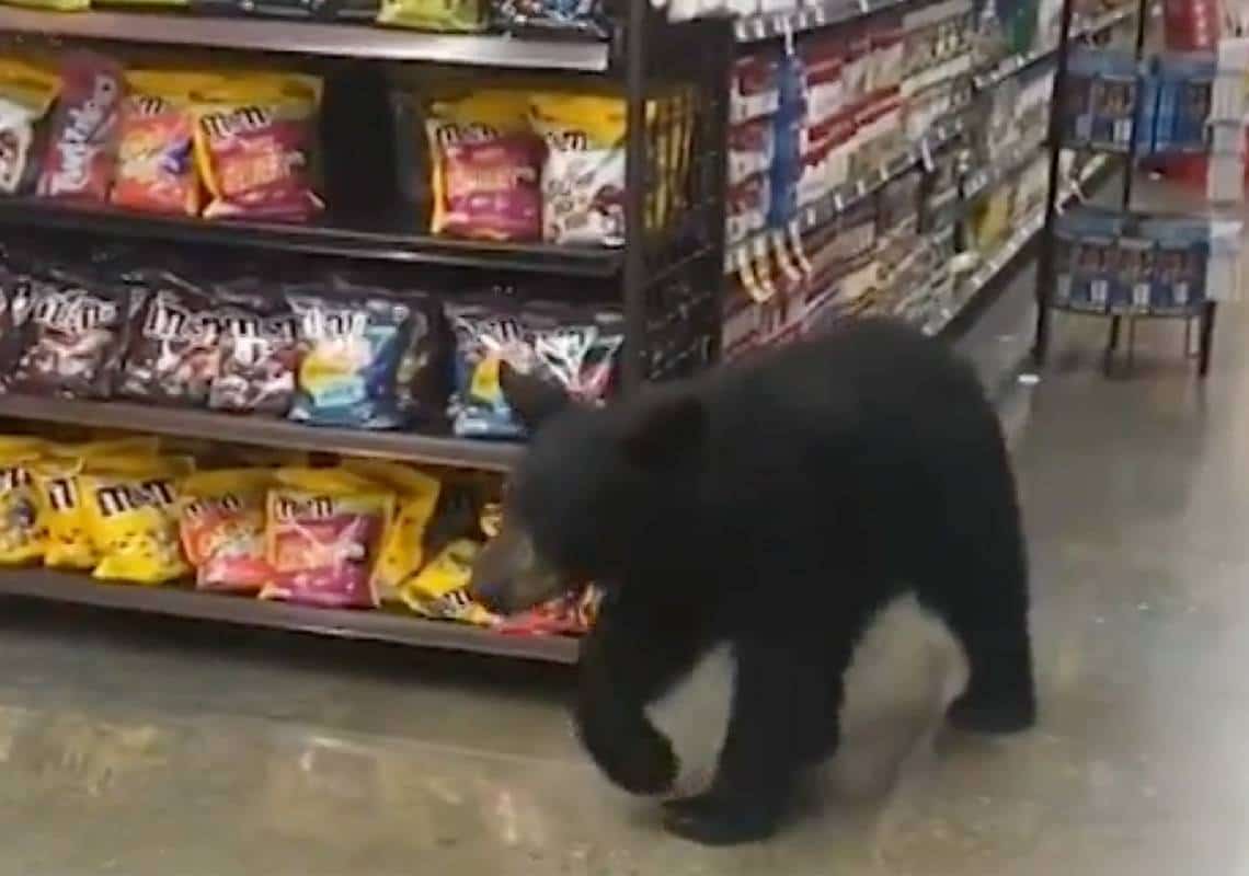 אורח מפתיע בסופרמרקט בוואלי לוס אנג'לס: דוב תועד בסניף ראלפ'ס