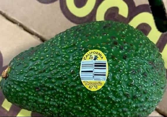 ריקול ענק לאבוקדו "הנרי" שגודל בקליפורניה