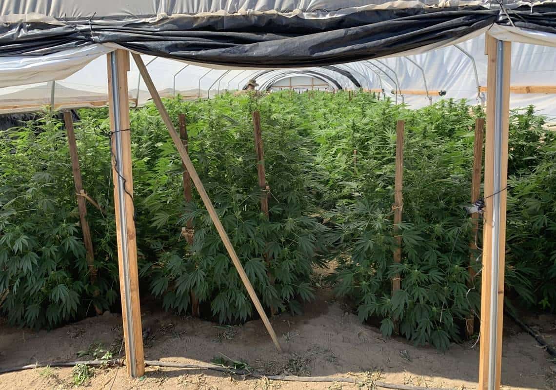 כלי נשק ומאות צמחי מריחואנה אותרו בבית גידול בדרום קליפורניה