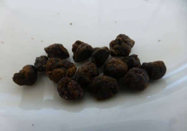 מגיפת ההרואין השחור בסן-דייגו ממשיכה לגבות קורבנות: שבעה הרוגים בשישה שבועות