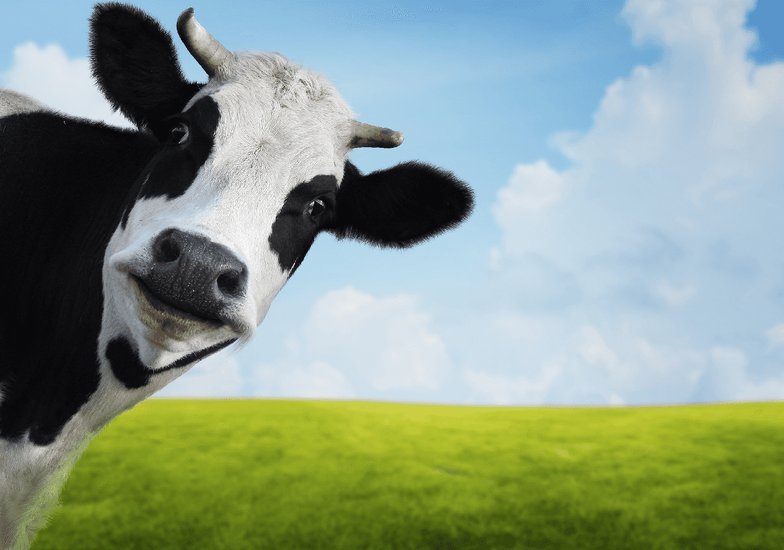 עקב מקרים 'לא טיפוסיים' של מחלת הפרה המשוגעת: ברזיל עצרה את ייצוא הבשר