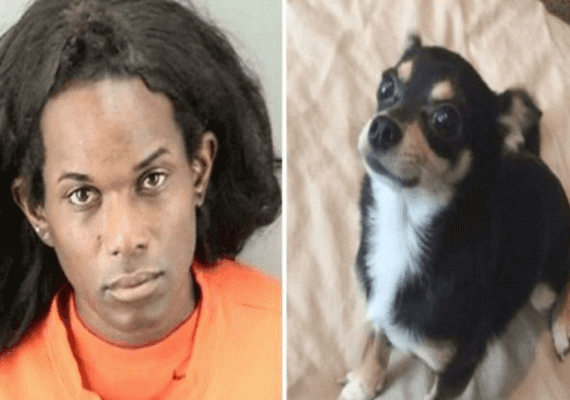 קליפורניה: אישה הורשעה בהרג כלב ציוואווה באמצע פריצה לרכב