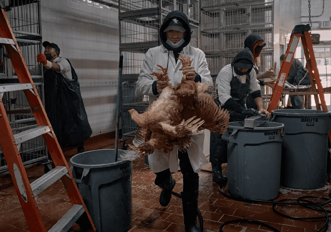 הנגיף לא דעך: שפעת העופות ממשיכה להתפשט בארה"ב