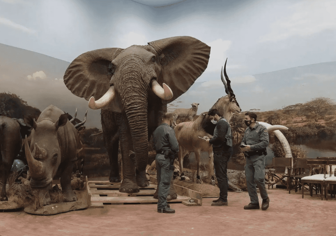 דוב קוטב, ברדלס ומינים נכחדים: יותר מאלף חיות מפוחלצות נמצאו באחוזה של איש עסקים