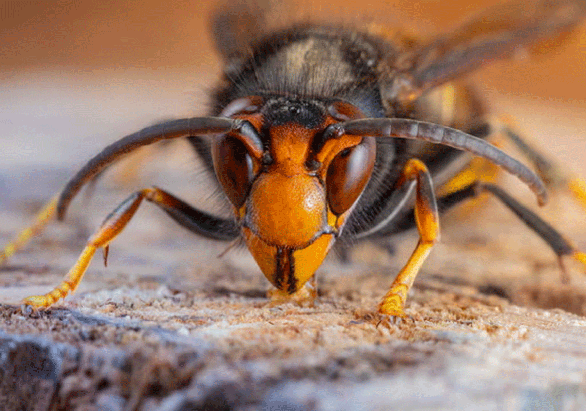 איום קטלני חדש: "צרעה אסייתית" זוהתה לראשונה בארה"ב