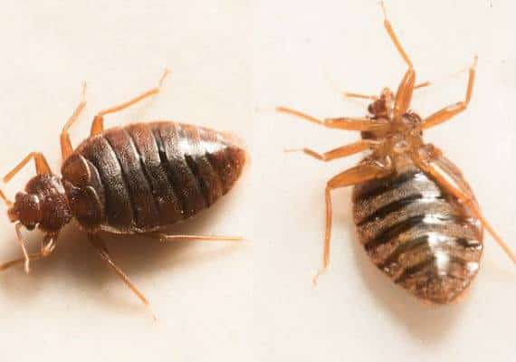 דוגמנית ברזילאית תובעת את רשת הילטון ומלון בקליפורניה: "סובלת מטראומה בגלל פשפשים"