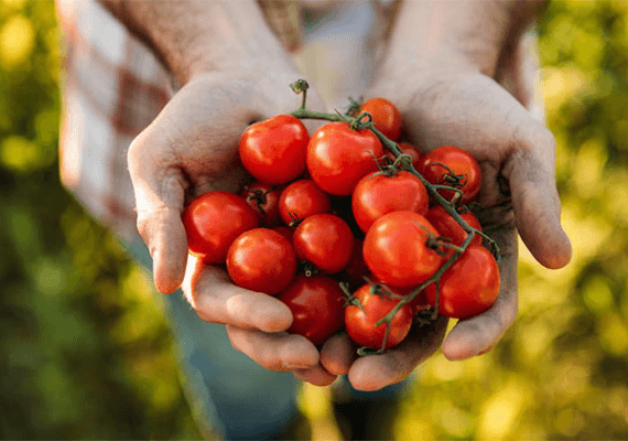 בתיאבון: כיצד נלחמת העגבנייה בסרטן ואיך תמקסמו את כוחה המניעתי