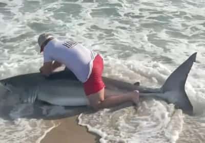 כריש לבן ענק בקצה החכה: דייג תועד מציל את הטורף הימי ומשחרר אותו לים