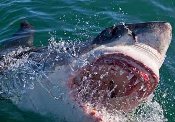 אימת הכריש הלבן בחופי סן פרנסיסקו: זו החיה היחידה ממנה ״מלתעות״ חושש