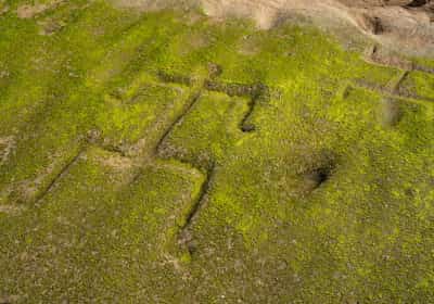 תופעה נדירה בהוואי: סמלים מסתוריים מהעבר נגלו לאחר עשור