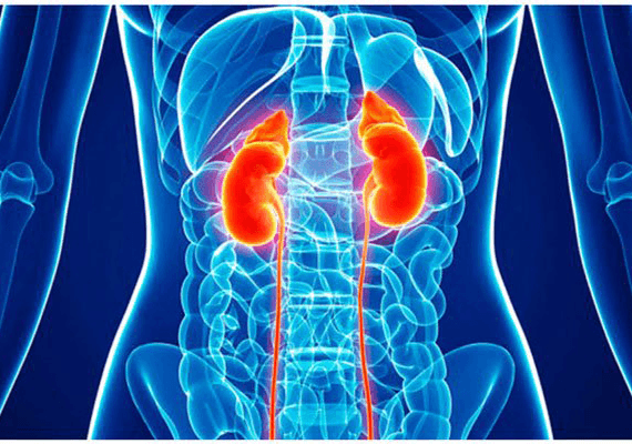 לא רק קורונה: "מחלת כליות כרונית היא רוצחת בסדר גודל עולמי, ומסתתרת מתחת לאפינו"