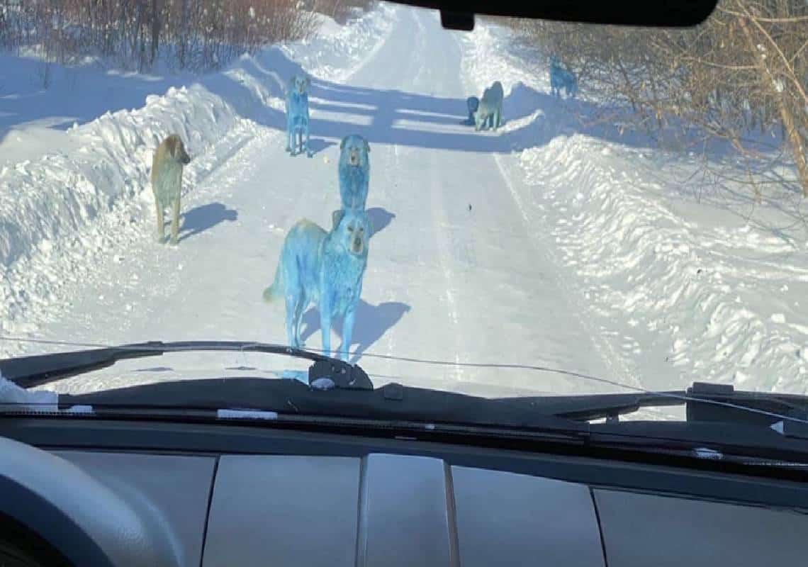 "כלבים בכחול": זו לא בדיחה או חלום, הכלבים שינו את צבעם באופן מסתורי בעיירה רוסית