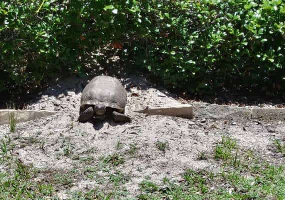 פלורידה: מי דרס למוות את הצב שילדי בית הספר כל כך אהבו?