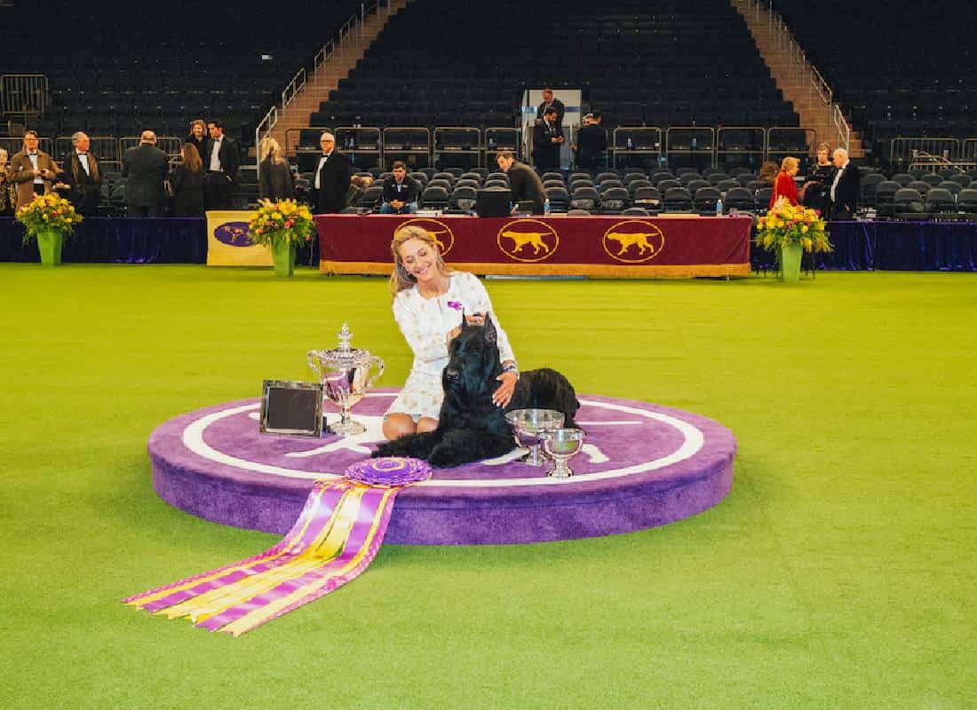 הישג היסטורי בתחרות הכלבים היוקרתית בעולם: שנאוצר ענק זכה בתואר הנכסף