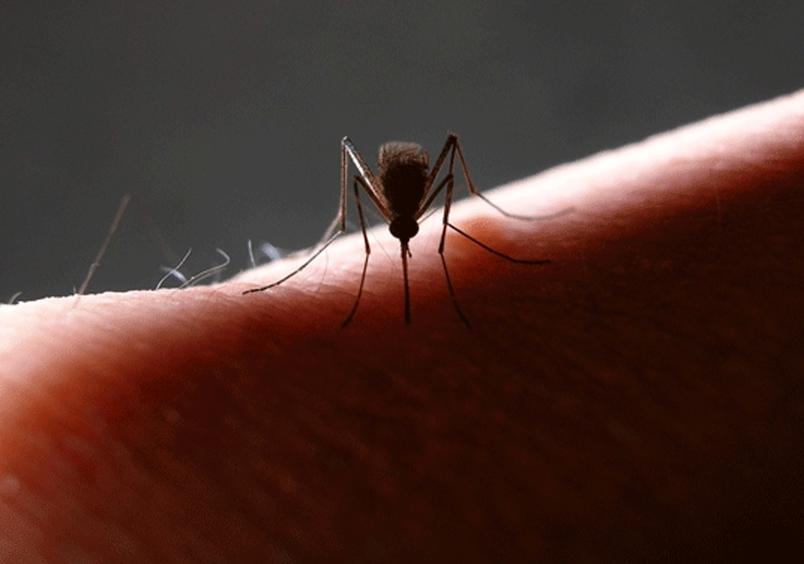 זוהו שני מקרים ראשונים אי פעם במחוז לוס אנג'לס של הידבקות מקומית בקדחת הדנגי