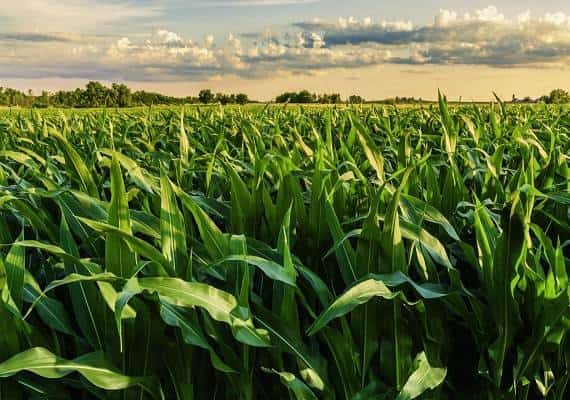 החקלאים שנפגעו ממלחמת הסחר עם סין עשויים לנקום בבחירות האמצע