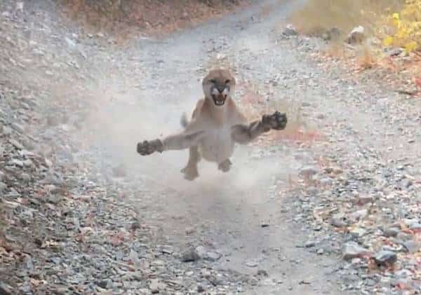 שש דקות של מרדף פראי על סף סכנת חיים: מטייל יצא להליכה שגרתית, את רגע האימה שעברו עליו הוא לא ישכח לעולם