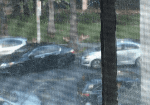 האם נמצאו הנהגים המטומטמים ביותר בלוס אנג'לס? כך נראה ריב על חניה שנמשך שעתיים