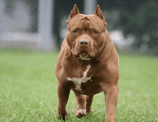 לוס אנג'לס: שוטר שהגיע לבצע סריקה בבית פרטי, ירה ופצע כלב שתקף אותו 