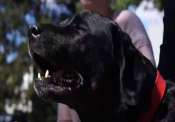 אפם של כלבים מסוגל לאתר חולי קורונה. חתולים בסיכון גבוה מכלבים