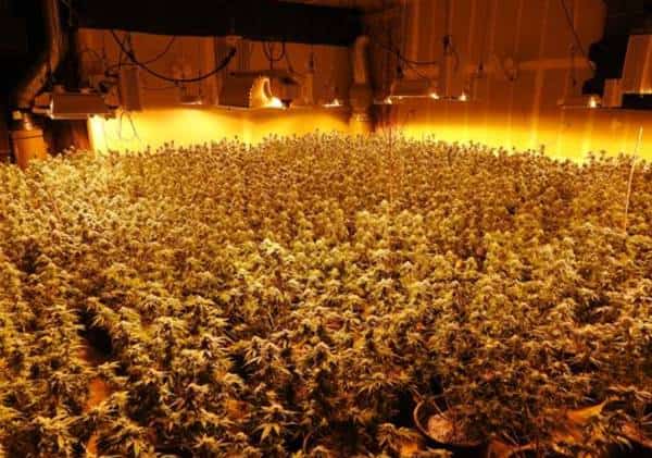 קליפורניה: המשטרה פשטה על בית גידול לא חוקי, יותר מאלף צמחי מריחואנה הוחרמו