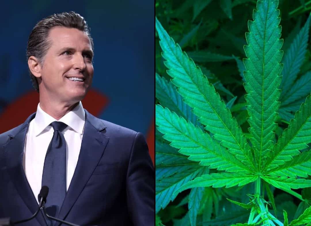 קליפורניה: ניוסום אוסר לחלוטין על שימוש ב- THC בקנבוס תעשייתי (Hemp)