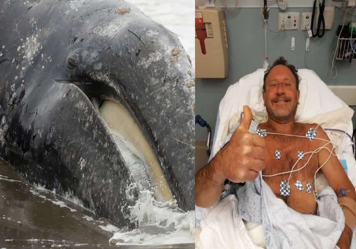 מטורף: צוללן נבלע על ידי לוויתן ושרד - מדענים טוענים "הלוויתן ניסה לעזור לו לשוב לחוף מבטחים"