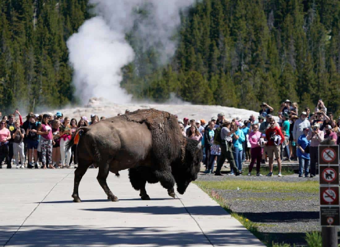 מפגש קטלני במערב הפרוע: תייר מפלורידה נפגע מקרני ביזון בילוסטון