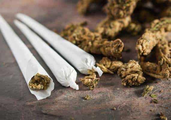 לא כולל השוק השחור: ההכנסות מקנאביס עברו את ההכנסות של טאקו בל