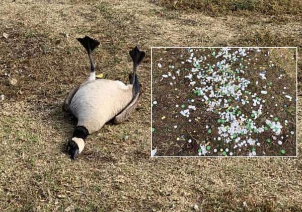 קליפורניה: שתי ציפורים חלו לאחר שבלעו מאות כדורים שנזרקו בפארק