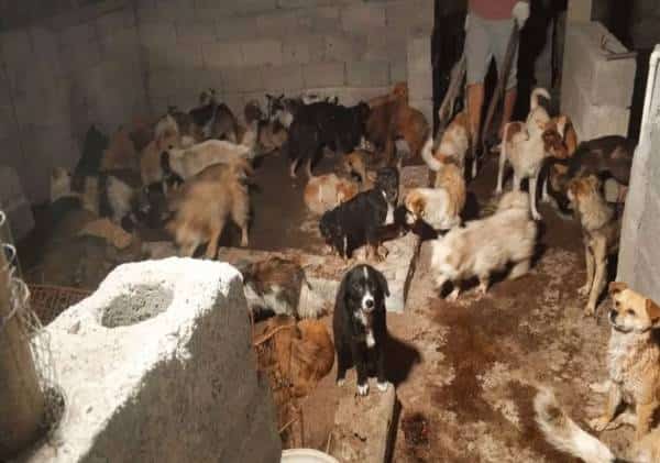 מפיקים לקחים: עיר ראשונה בסין אוסרת על סחר ואכילת בשר כלבים וחתולים