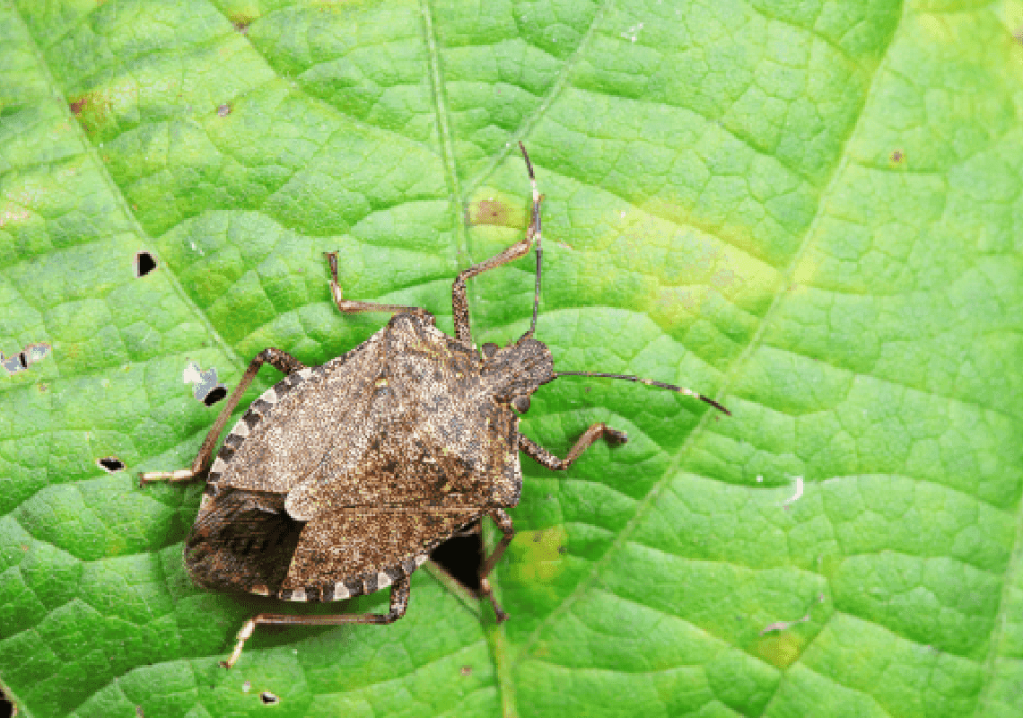 שינויי האקלים עשויים לגרום להתפשטות חרקי הסירחון בארצות הברית