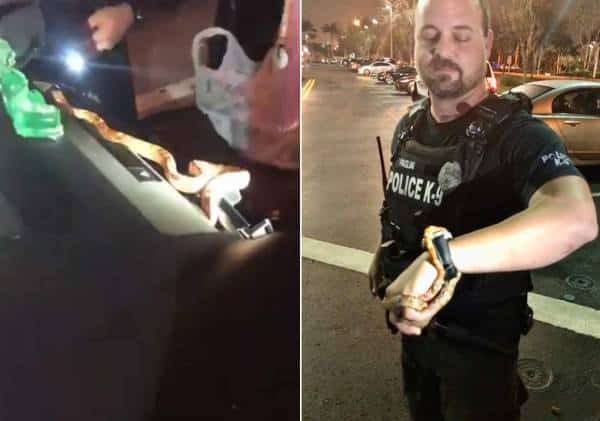 נחש מי: אישה מפלורידה זכתה להפתעה בזמן שנהגה