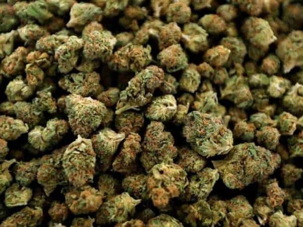 שילוב קטלני בניו יורק שגובה קורבנות: מריחואנה מהולה בפנטאניל