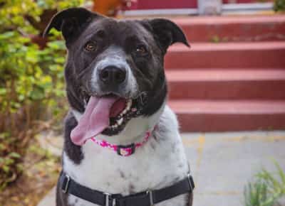 שבע שנים בלי בית: כך כלבה אחת בלוס אנג’לס קיבלה פסטיבל מוזיקה משלה