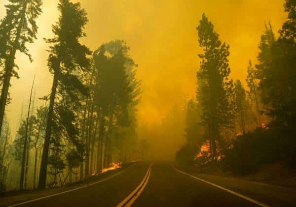 בעקבות שריפות הענק בקליפורניה: הוכרזה סגירה גורפת לכל היערות הלאומיים