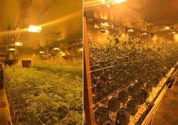 דרום קליפורניה: המשטרה פשטה על בית גידול לא חוקי והחרימה אלפי צמחי מריחואנה