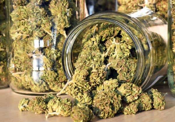 ירוקים מקנאה: אכזבה לתושבי ניו יורק שציפו לבשורת הלגליזציה 