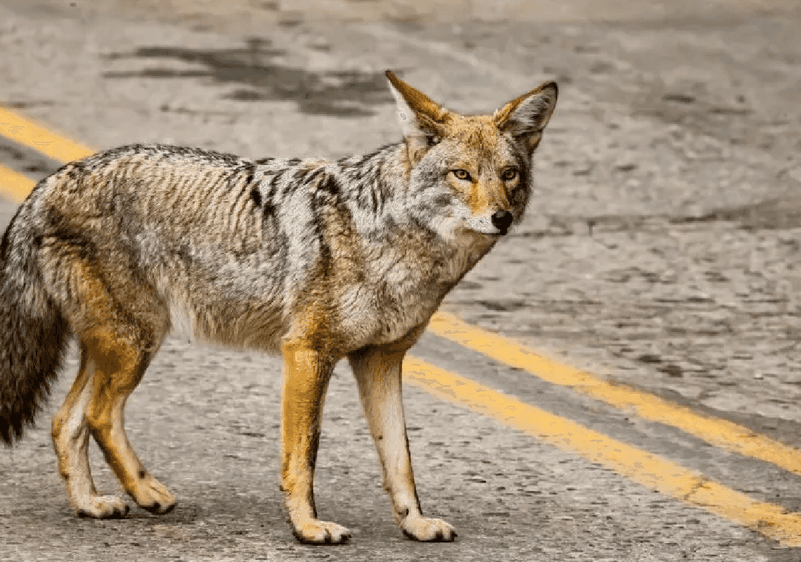 עלייה בכמות זאבי הערבות בדרום קליפורניה מדאיגה מאוד את התושבים 