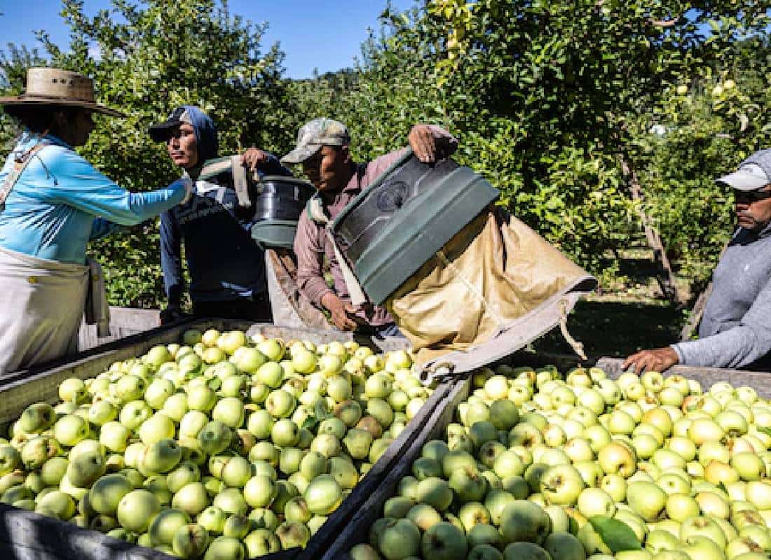 טראמפ טועה: המהגרים לא לוקחים את מקומות העבודה של השחורים וההיספנים 