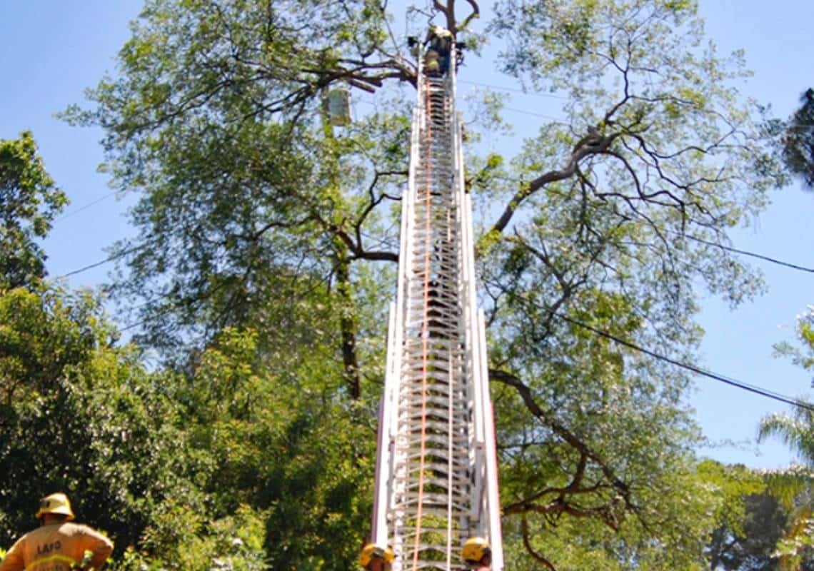 אסון בוואלי לוס אנג'לס: בן 70 נהרג במהלך גיזום עץ בסטודיו סיטי