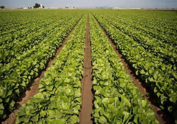 התפרצות אי-קולי: כ-35 אנשים ב-11 מדינות בארצות הברית נדבקו בחיידק, שנמצא בחסת רומיין 