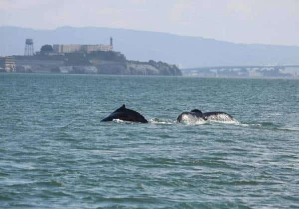 מפרץ סן פרנסיסקו התמלא בלוויתנים, ביולוגים מזהירים שמדובר בסימן רע